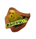 よく使う口癖スタンプ（個別スタンプ：17）
