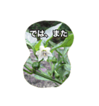 花 はな スタンプ（個別スタンプ：5）