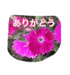 花 はな スタンプ（個別スタンプ：6）