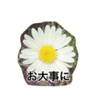 花 はな スタンプ（個別スタンプ：11）