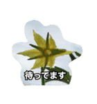 花 はな スタンプ（個別スタンプ：21）