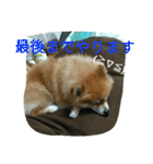 そして伝説が始まった…（個別スタンプ：34）
