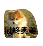 そして伝説が始まった…（個別スタンプ：38）