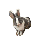 Rabbit ..（個別スタンプ：1）