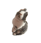 Rabbit ..（個別スタンプ：2）