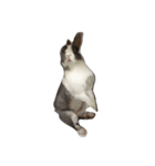 Rabbit ..（個別スタンプ：4）