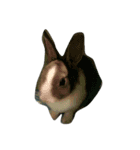 Rabbit ..（個別スタンプ：5）