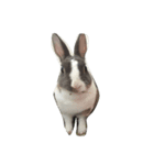Rabbit ..（個別スタンプ：6）