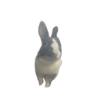 Rabbit ..（個別スタンプ：9）