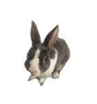 Rabbit ..（個別スタンプ：10）