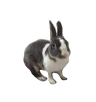 Rabbit ..（個別スタンプ：12）