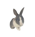 Rabbit ..（個別スタンプ：13）