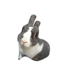 Rabbit ..（個別スタンプ：14）
