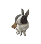 Rabbit ..（個別スタンプ：15）