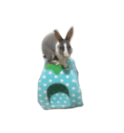 Rabbit ..（個別スタンプ：16）
