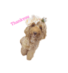 mofumofudogs2（個別スタンプ：3）