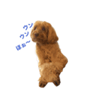 mofumofudogs2（個別スタンプ：4）
