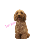 mofumofudogs2（個別スタンプ：11）