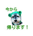 我が家のきまぐれわんこ（個別スタンプ：6）