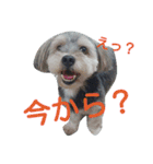 我が家のきまぐれわんこ（個別スタンプ：10）
