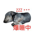 我が家のきまぐれわんこ（個別スタンプ：13）