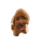 Animals m（個別スタンプ：1）