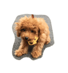Animals m（個別スタンプ：2）