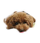 Animals m（個別スタンプ：3）