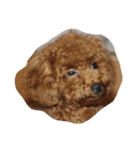 Animals m（個別スタンプ：4）