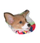 Animals m（個別スタンプ：6）