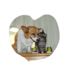 Animals m（個別スタンプ：7）