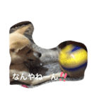 dog999（個別スタンプ：1）