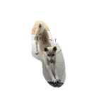 dog999（個別スタンプ：3）
