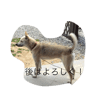 dog999（個別スタンプ：5）