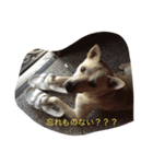 dog999（個別スタンプ：7）