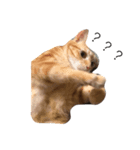 Cat ？？？（個別スタンプ：1）