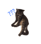 Cat ？？？（個別スタンプ：2）