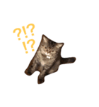 Cat ？？？（個別スタンプ：3）