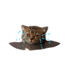 Cat ？？？（個別スタンプ：4）