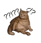 Cat ？？？（個別スタンプ：5）