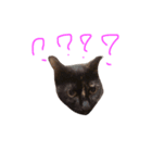 Cat ？？？（個別スタンプ：6）