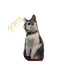Cat ？？？（個別スタンプ：7）