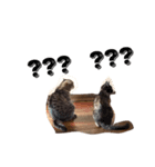 Cat ？？？（個別スタンプ：8）