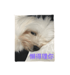 A dog named Wan Wan（個別スタンプ：2）
