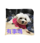 A dog named Wan Wan（個別スタンプ：3）