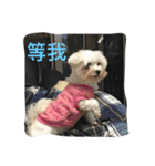 A dog named Wan Wan（個別スタンプ：4）