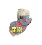 A dog named Wan Wan（個別スタンプ：5）