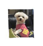 A dog named Wan Wan（個別スタンプ：6）