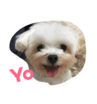 A dog named Wan Wan（個別スタンプ：7）