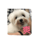A dog named Wan Wan（個別スタンプ：9）